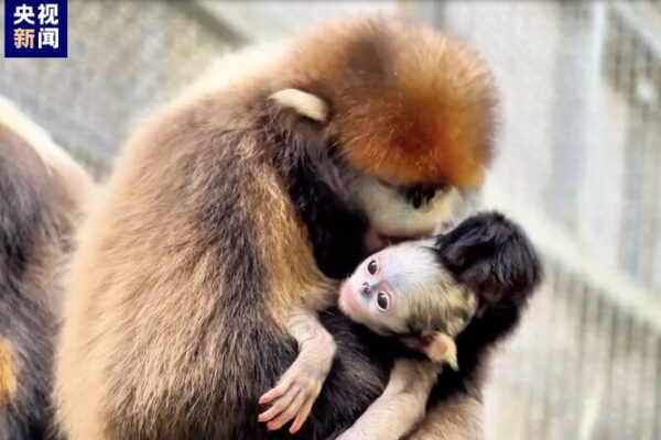 đ” Un mono dorado raro da la bienvenida a un nuevo bebĂ© en la Reserva Fanjingshan de China đ __Un_mono_dorado_raro_da_la_bienvenida_a_un_nuevo_bebe__en_la_Reserva_Fanjingshan_de_China__
