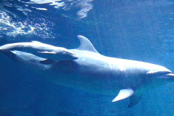 Un raro hĂbrido de delfĂn causa sensaciĂłn en el Acuario Oceánico de Zhengzhou Un_raro_hi_brido_de_delfi_n_causa_sensacio_n_en_el_Acuario_Ocea_nico_de_Zhengzhou