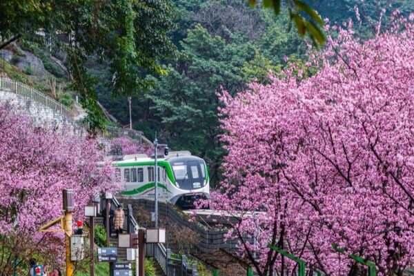 Un_tren_cruzando_un_mar_de_flores_atrae_a_turistas_en_Chongqing