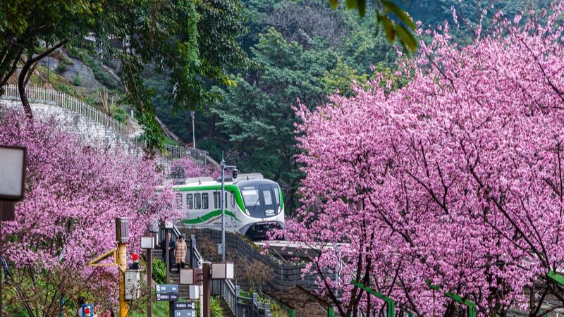 Un_tren_cruzando_un_mar_de_flores_atrae_a_turistas_en_Chongqing
