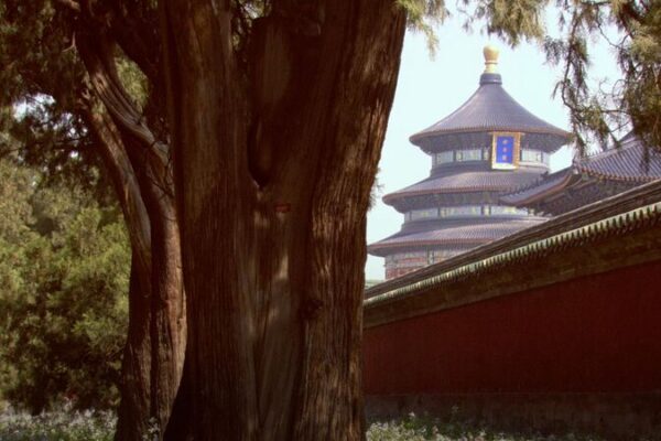 Una Aventura por los Insectos y Plantas de Beijing 🌿🐞 Una_Aventura_por_los_Insectos_y_Plantas_de_Beijing___ video poster