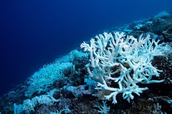 __Una_crisis_ocea_nica_antigua_nos_advierte_sobre_la_acidificacio_n_de_los_oce_anos_de_hoy