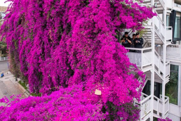 Una_enorme_bugambilia_morada_invade_un_edificio_en_Kunming__