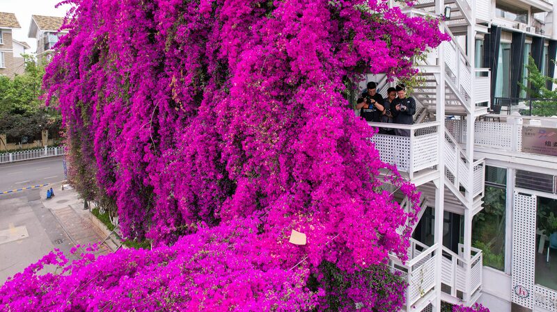 Una_enorme_bugambilia_morada_invade_un_edificio_en_Kunming__