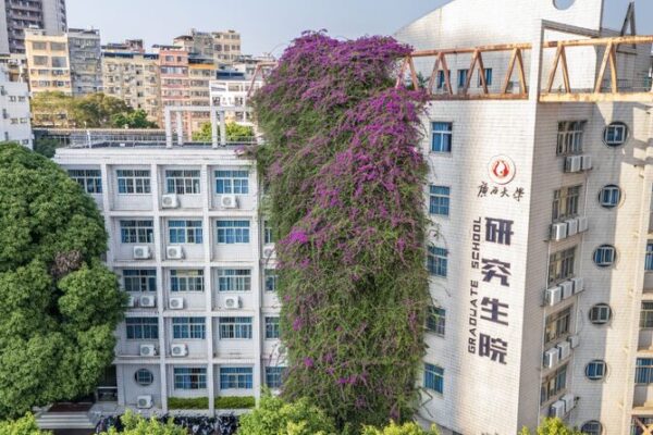 Una_espectacular_bugambilia_de_30_an_os__la_muralla_floral_que_enamora_en_Nanning__
