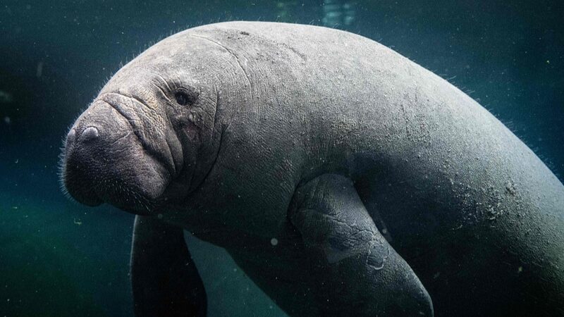 Unai_la_Manati__Causa_Sensacio_n_en_Pari_s______