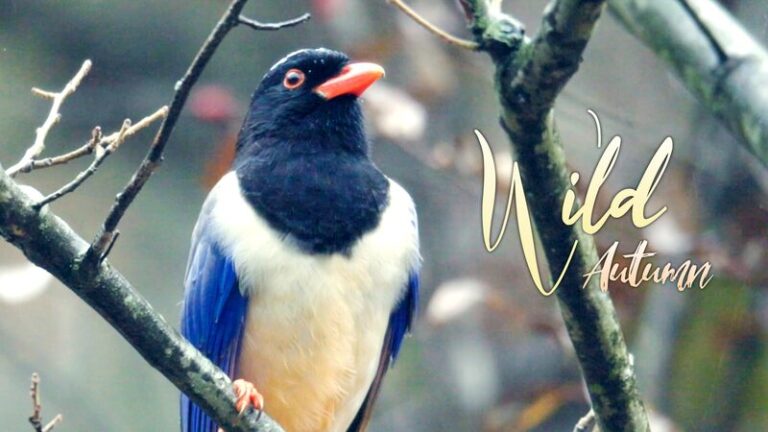 Urracas_y_Kiwis__Co_mo_los_Acumuladores_Alados_Dispersan_los_Dulces_de_la_Naturaleza_____ video poster