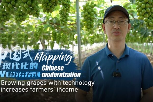Uvas_de_alta_tecnologi_a__Agricultores_en_Beizhen__China__aumentan_ingresos_con_modernizacio_n video poster