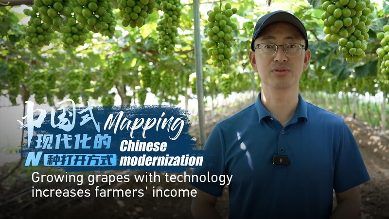 Uvas_de_alta_tecnologi_a__Agricultores_en_Beizhen__China__aumentan_ingresos_con_modernizacio_n video poster