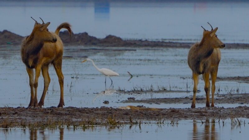 __Venados_Milu_y_Aves__Los_Mejores_Amigos_de_la_Naturaleza_en_el_Maravilloso_Humedal_de_China__