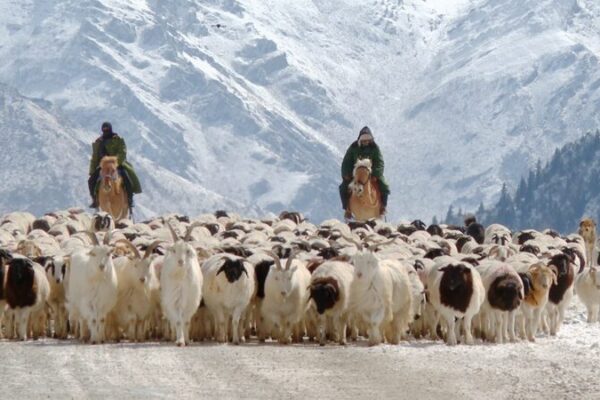 Viaje a las Praderas de Primavera: Pastores y Ovejas Llegan al Pastizal Bayanbulak de Xinjiang 🌸🐑 Viaje_a_las_Praderas_de_Primavera__Pastores_y_Ovejas_Llegan_al_Pastizal_Bayanbulak_de_Xinjiang___ video poster