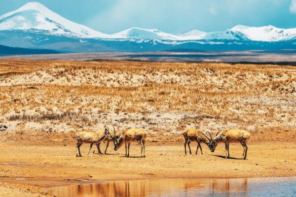 Viaje con antílopes tibetanos a lo largo de la carretera Qinghai-Xizang 🦌🏔️ Viaje_con_anti_lopes_tibetanos_a_lo_largo_de_la_carretera_Qinghai_Xizang____