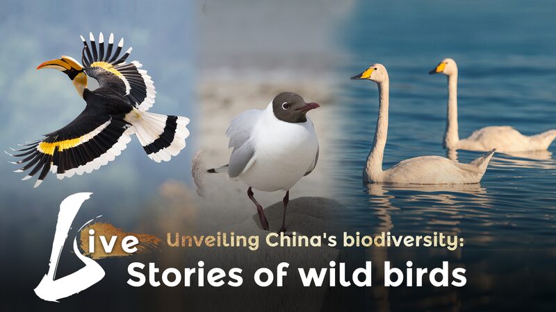 Viaje_con_las_majestuosas_aves_de_China___cisnes__gaviotas_y_ca_laos_alzando_el_vuelo____ video poster