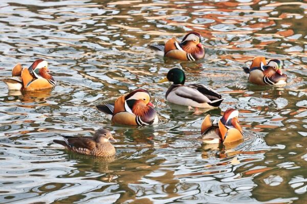 Vibras_de_Invierno______Aves_Patinan_en_el_Lago_Congelado_de_Peki_n_