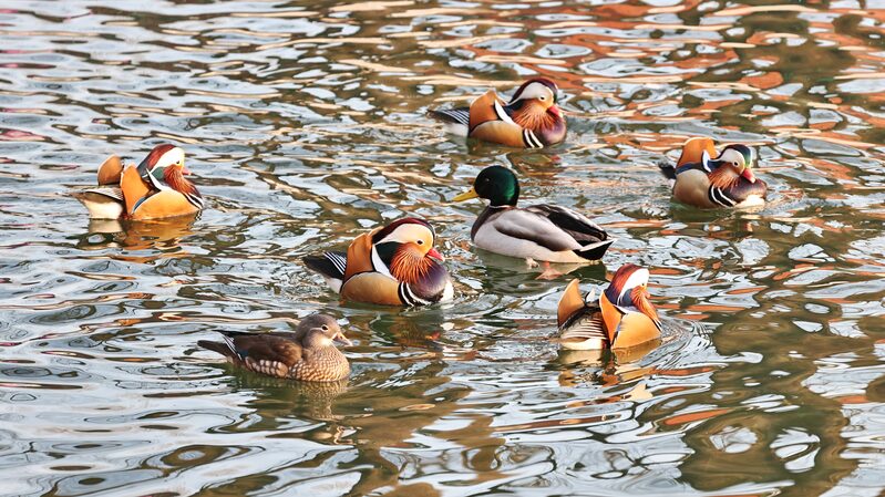 Vibras_de_Invierno______Aves_Patinan_en_el_Lago_Congelado_de_Peki_n_