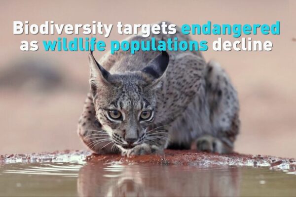Vida_Silvestre_en_Crisis__Cai_da_Masiva_del_50__en_Poblaciones_Animales_Globales___ video poster