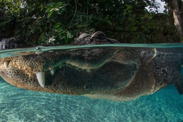 Vida_silvestre_en_peligro__El_futuro_incierto_de_la_Ley_de_Especies_en_Peligro_de_Extincio_n___