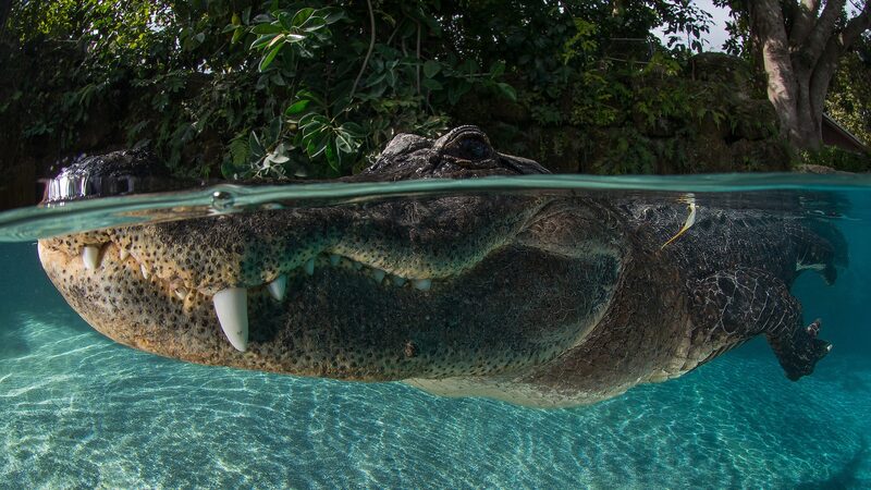 Vida_silvestre_en_peligro__El_futuro_incierto_de_la_Ley_de_Especies_en_Peligro_de_Extincio_n___