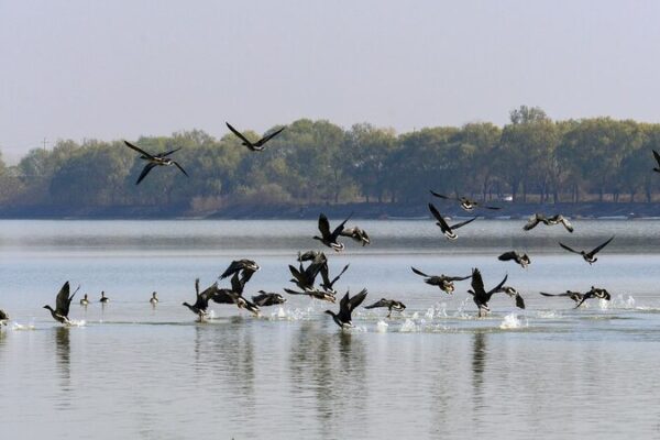 Visitantes alados: Gansos salvajes migran al Lago Suya, el paraíso invernal del centro de China Visitantes_alados__Gansos_salvajes_migran_al_Lago_Suya__el_parai_so_invernal_del_centro_de_China