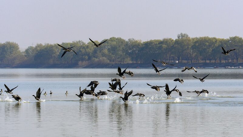Visitantes_alados__Gansos_salvajes_migran_al_Lago_Suya__el_parai_so_invernal_del_centro_de_China