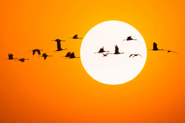 Vuelo_de_las_Grullas_Blancas__La_Migracio_n_de_la_Grulla_Siberiana_alcanza_su_auge_en_el_noreste_de_China__ video poster
