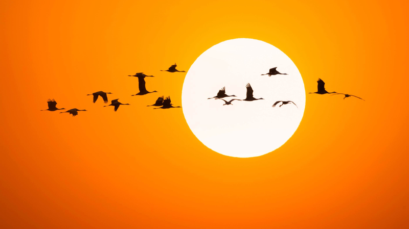 Vuelo_de_las_Grullas_Blancas__La_Migracio_n_de_la_Grulla_Siberiana_alcanza_su_auge_en_el_noreste_de_China__ video poster