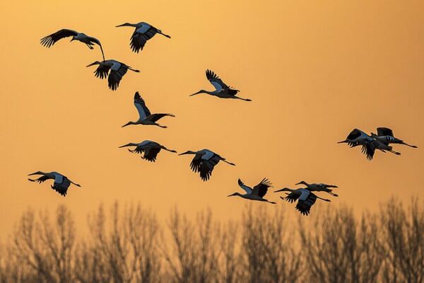 ¡Wow! ¡Casi 300 cigüeñas en peligro de extinción llegan al humedal Nandagang de China 🐦🌿 _Wow___Casi_300_cigu_en_as_en_peligro_de_extincio_n_llegan_al_humedal_Nandagang_de_China___