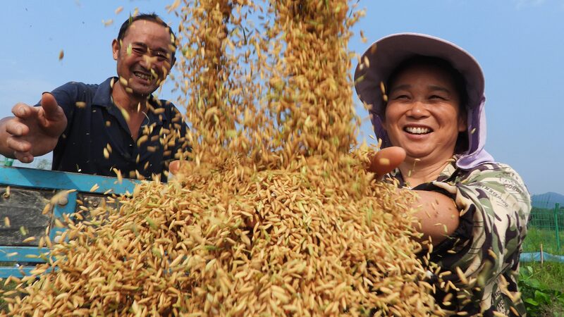 Xi_Jinping_envi_a_saludos_por_el_Festival_de_la_Cosecha_a_los_agricultores_chinos