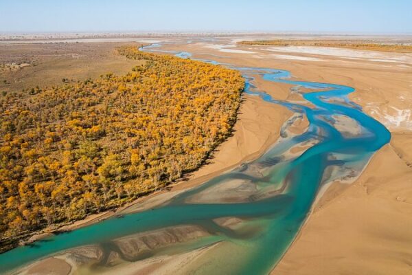 Xinjiang convierte inundaciones en salvavidas forestales: salvando álamos del desierto 🌊🌲 Xinjiang_convierte_inundaciones_en_salvavidas_forestales__salvando_a_lamos_del_desierto___