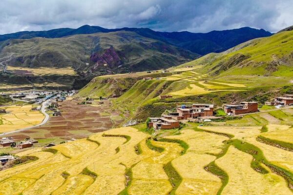 Xizang_eleva_la_agricultura_de_cebada_de_altura_por_encima_de_los_3_800_metros video poster