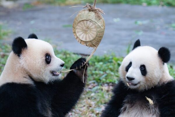 Yu Ke y Yu Ai, los gemelos panda del Zoológico de Chongqing, encantan a todos Yu_Ke_y_Yu_Ai__los_gemelos_panda_del_Zoolo_gico_de_Chongqing__encantan_a_todos