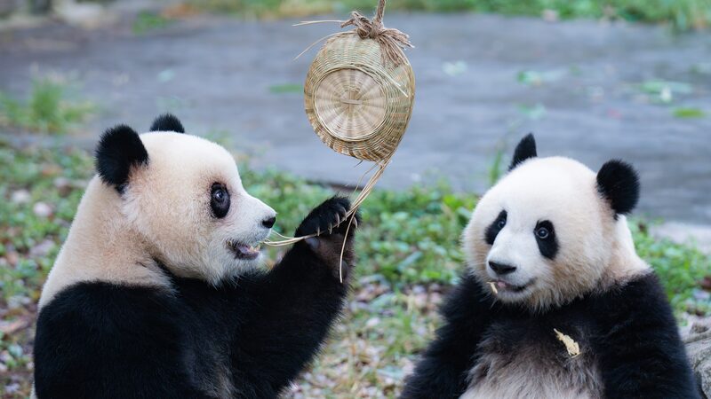 Yu_Ke_y_Yu_Ai__los_gemelos_panda_del_Zoolo_gico_de_Chongqing__encantan_a_todos