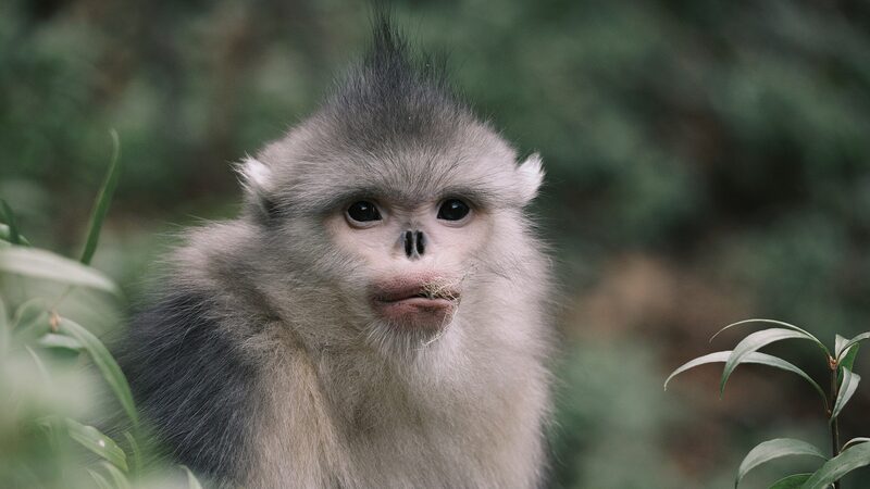 Yunnan_aumenta_la_compensacio_n_por_vida_silvestre_para_proteger_la_biodiversidad___ video poster