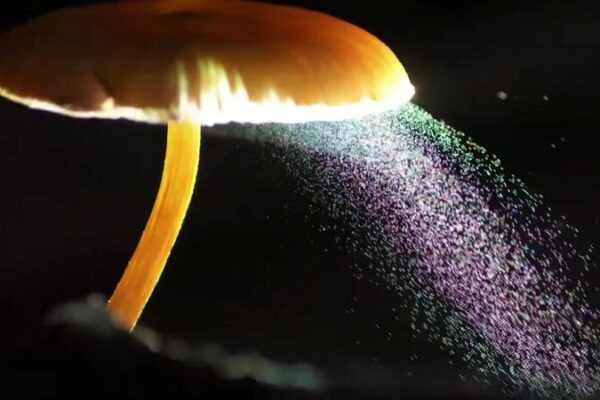 Zhou_Qingfeng__De_farmaco_loga_a_sensacio_n_de_la_fotografi_a_de_hongos___ video poster