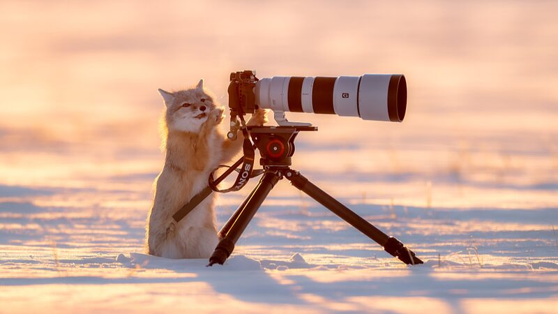 Zorrito_jugueto_n_en_Mongolia_Interior_enamora_a_foto_grafos___