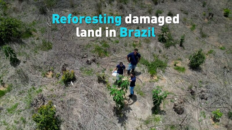 Brasil_se_compromete_a_reforestar_el_Amazonas_en_la_Conferencia_Clima_tica_de_la_ONU__ video poster