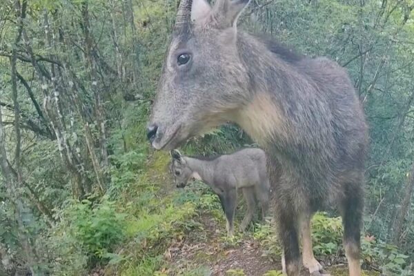 Cámara infrarroja captura adorable familia de gorales chinos en Hubei 🌿💕 Ca_mara_infrarroja_captura_adorable_familia_de_gorales_chinos_en_Hubei___ video poster