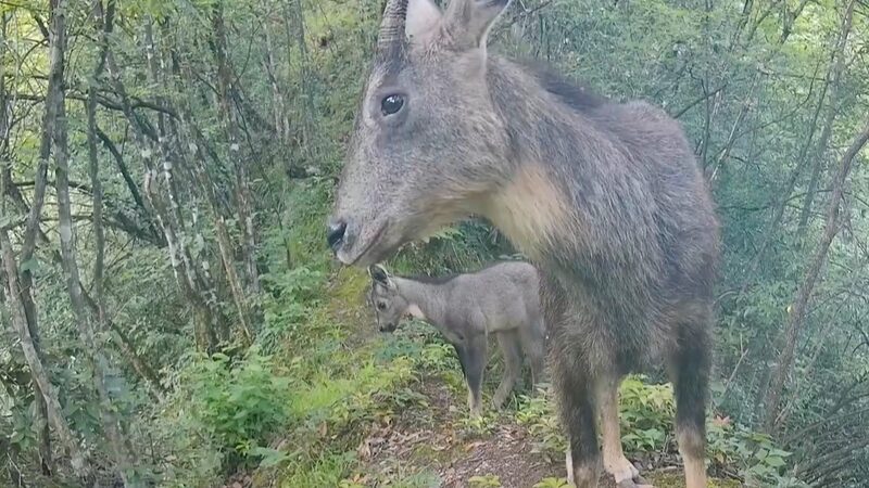 Ca_mara_infrarroja_captura_adorable_familia_de_gorales_chinos_en_Hubei___ video poster