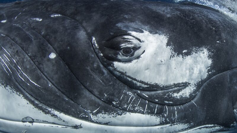 Canciones_de_ballenas_y_lenguaje_humano__cienti_ficos_descubren_sorprendentes_similitudes____