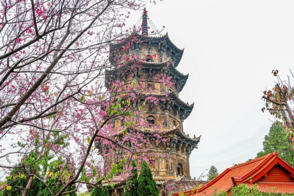 Cerezos en Flor Iluminan el Antiguo Templo de Quanzhou 🌸🏯 Cerezos_en_Flor_Iluminan_el_Antiguo_Templo_de_Quanzhou___