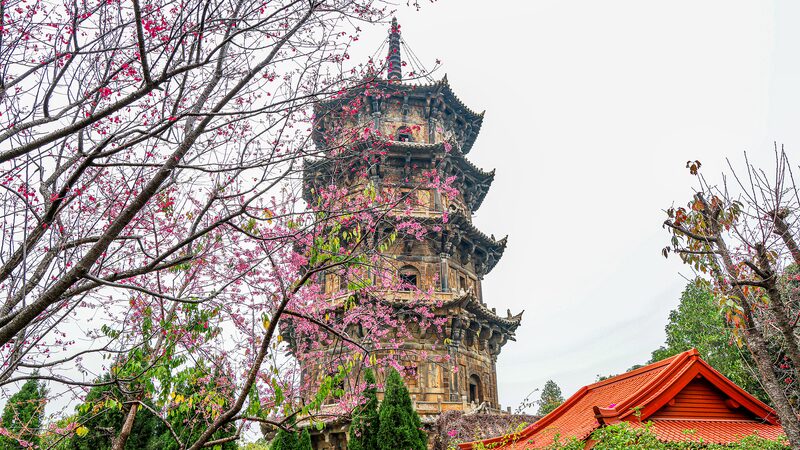 Cerezos_en_Flor_Iluminan_el_Antiguo_Templo_de_Quanzhou___