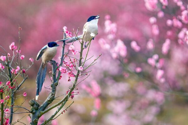 China_da_la_bienvenida_a_la_primavera_con_el_peri_odo_solar_del_Agua_de_Lluvia____