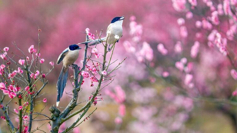 China_da_la_bienvenida_a_la_primavera_con_el_peri_odo_solar_del_Agua_de_Lluvia____