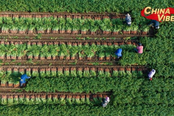 China logra cosecha récord de granos para impulsar la revitalización rural 🚜🌾 China_logra_cosecha_re_cord_de_granos_para_impulsar_la_revitalizacio_n_rural___