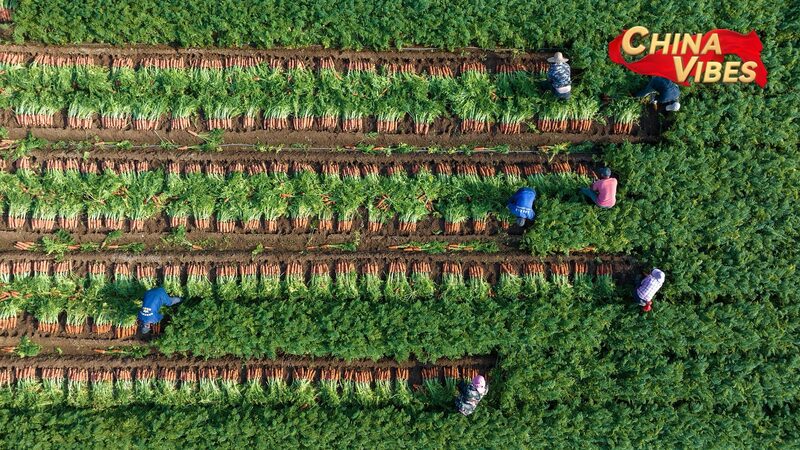 China_logra_cosecha_re_cord_de_granos_para_impulsar_la_revitalizacio_n_rural___