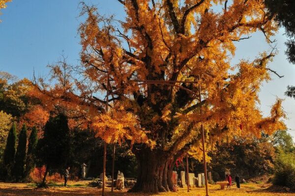 China protege sus árboles antiguos como tesoros nacionales verdes 🌳✨ China_protege_sus_a_rboles_antiguos_como_tesoros_nacionales_verdes___