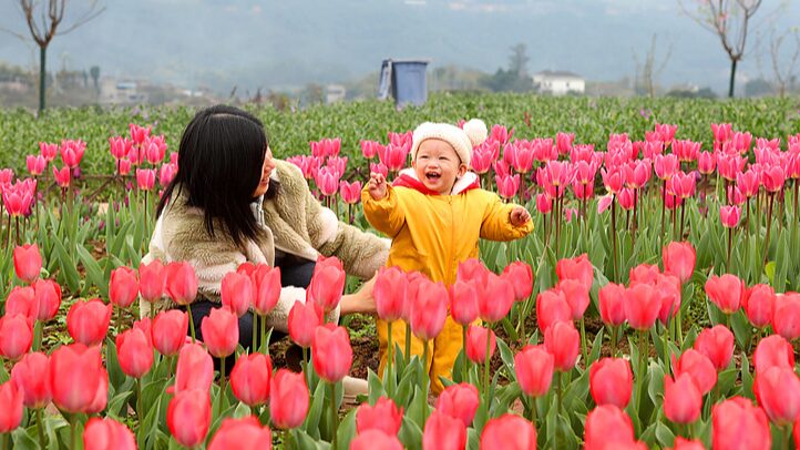 Chongqing_Florece__El_Festival_de_Tulipanes_da_la_bienvenida_a_la_primavera__