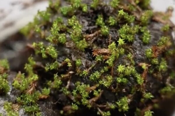 Científicos chinos revelan la resistencia al frío del musgo del desierto para la exploración de Marte ❄️🌱 Cienti_ficos_chinos_revelan_la_resistencia_al_fri_o_del_musgo_del_desierto_para_la_exploracio_n_de_Marte____