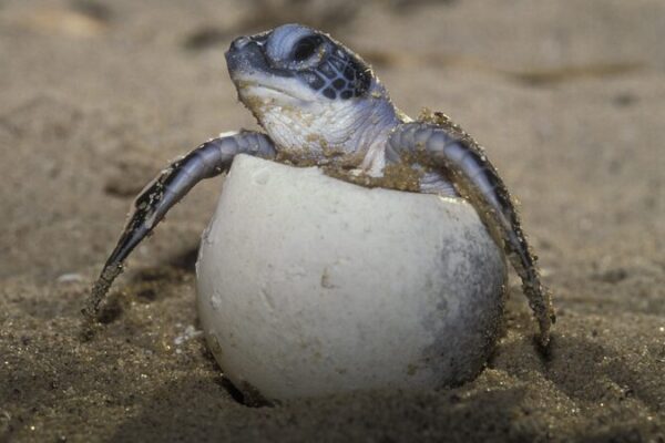 Científicos descubren los misteriosos ‘años perdidos’ de las tortugas marinas 🐢✨ Cienti_ficos_descubren_los_misteriosos__an_os_perdidos__de_las_tortugas_marinas___