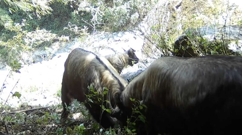 Épica Corrida de Toros: Raros Takines de Gaoligong se Enfrentan en las Montañas de Yunnan 🐃🔥 E_pica_Corrida_de_Toros__Raros_Takines_de_Gaoligong_se_Enfrentan_en_las_Montan_as_de_Yunnan___ video poster